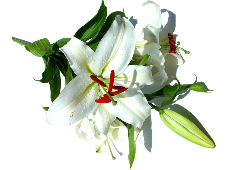 сколько цветов подарить девушке на первое свидание